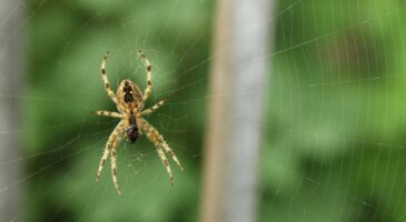 Araignées dans la maison : pourquoi elles sont utiles en automne